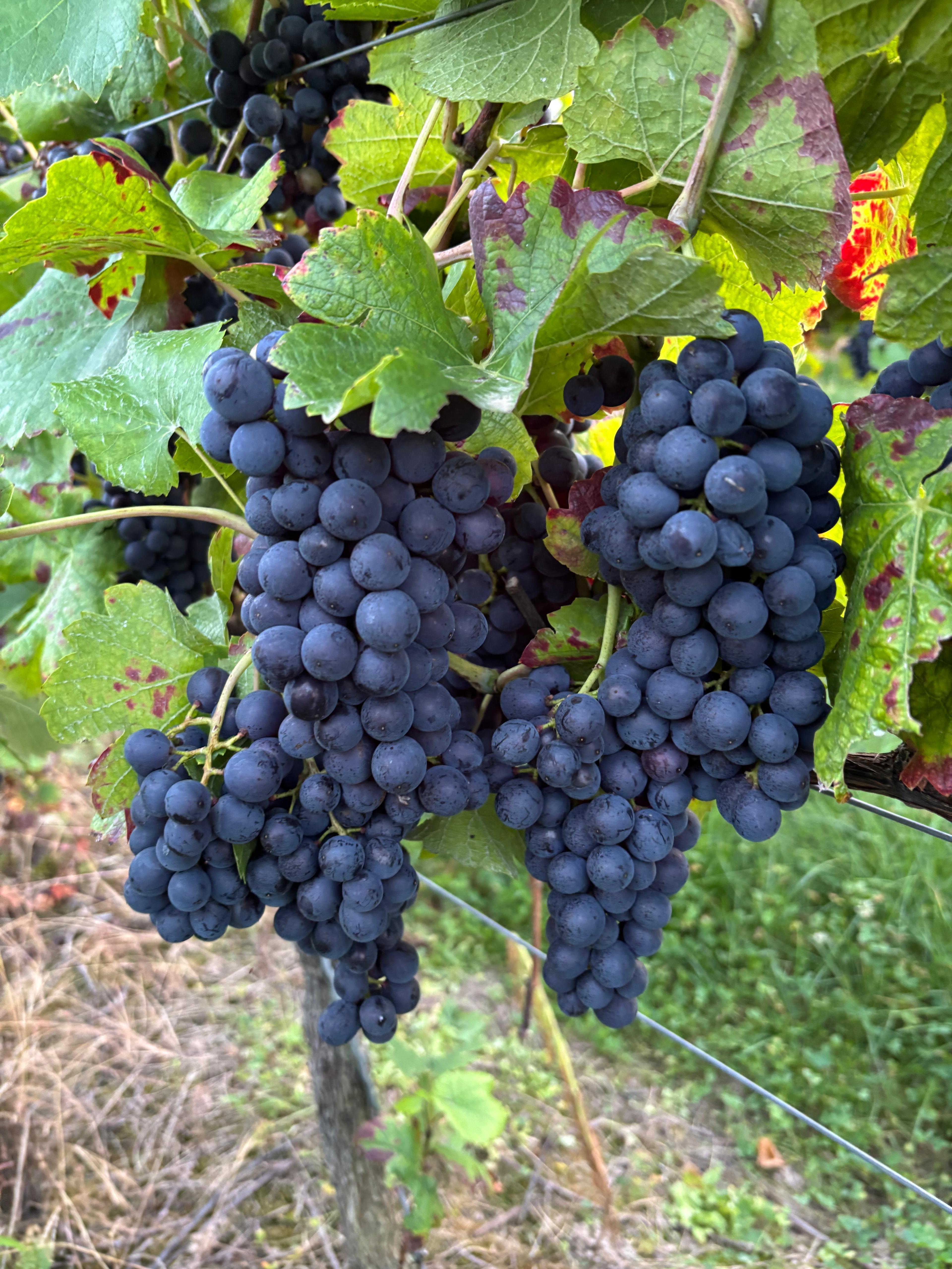 Blanc de Noir Spätlese Mühlhäuser Heiligenstein 