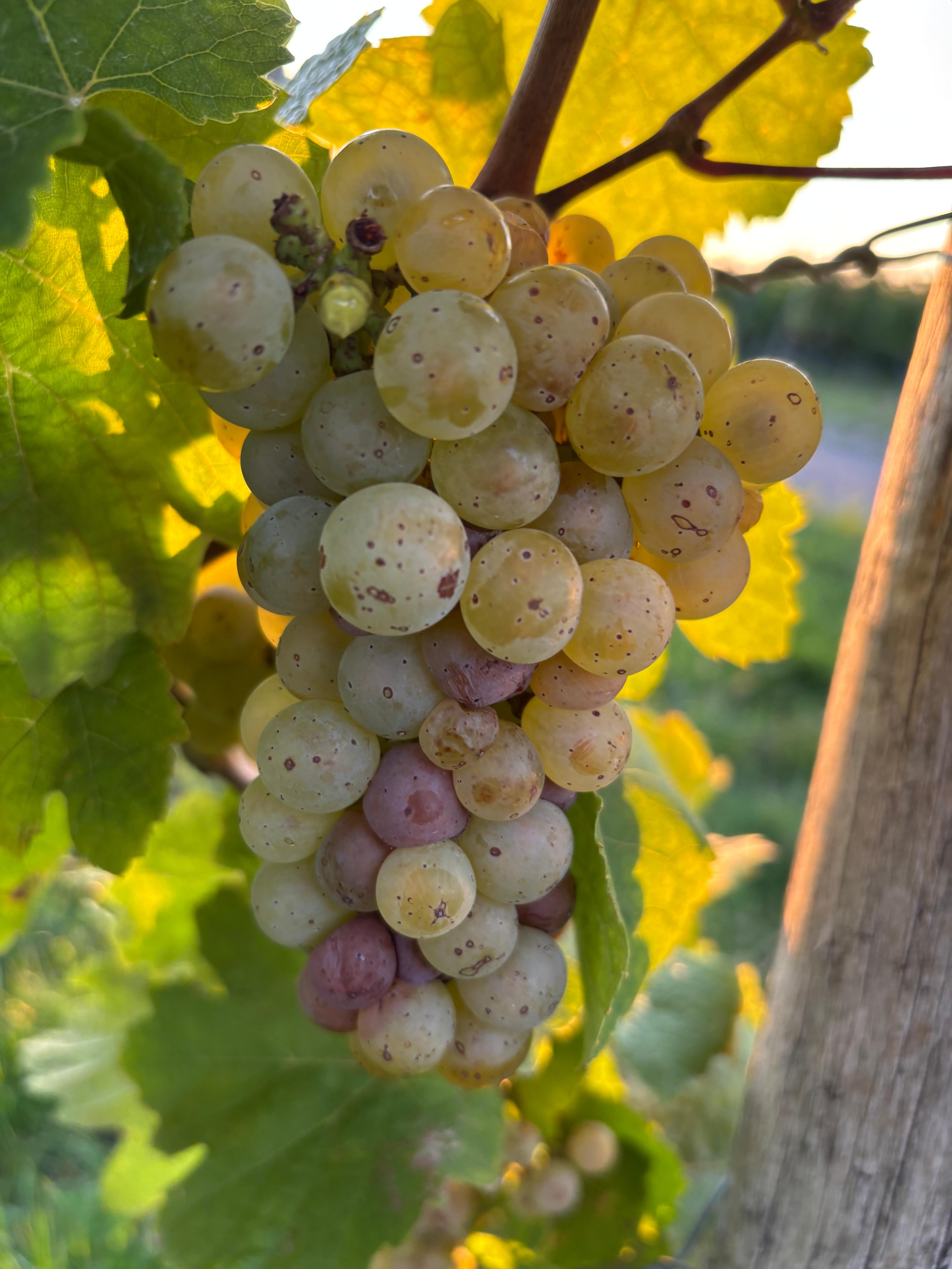 Riesling lieblich