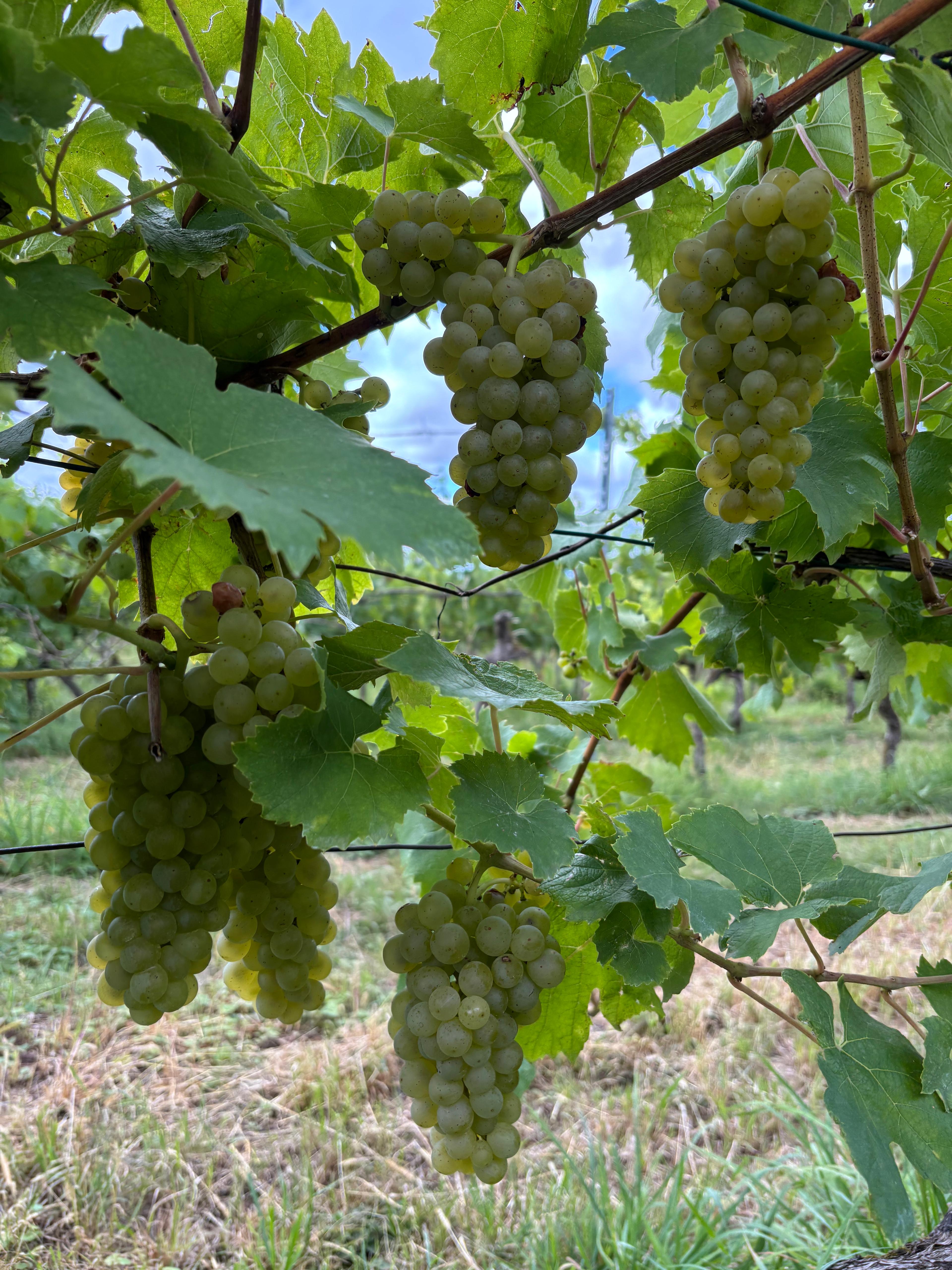 Riesling Spätlese Mühlhäuser Heiligenstein